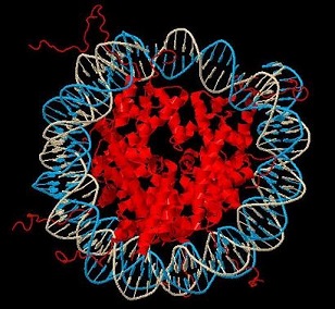 Nucleosome