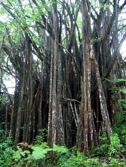 banyan
